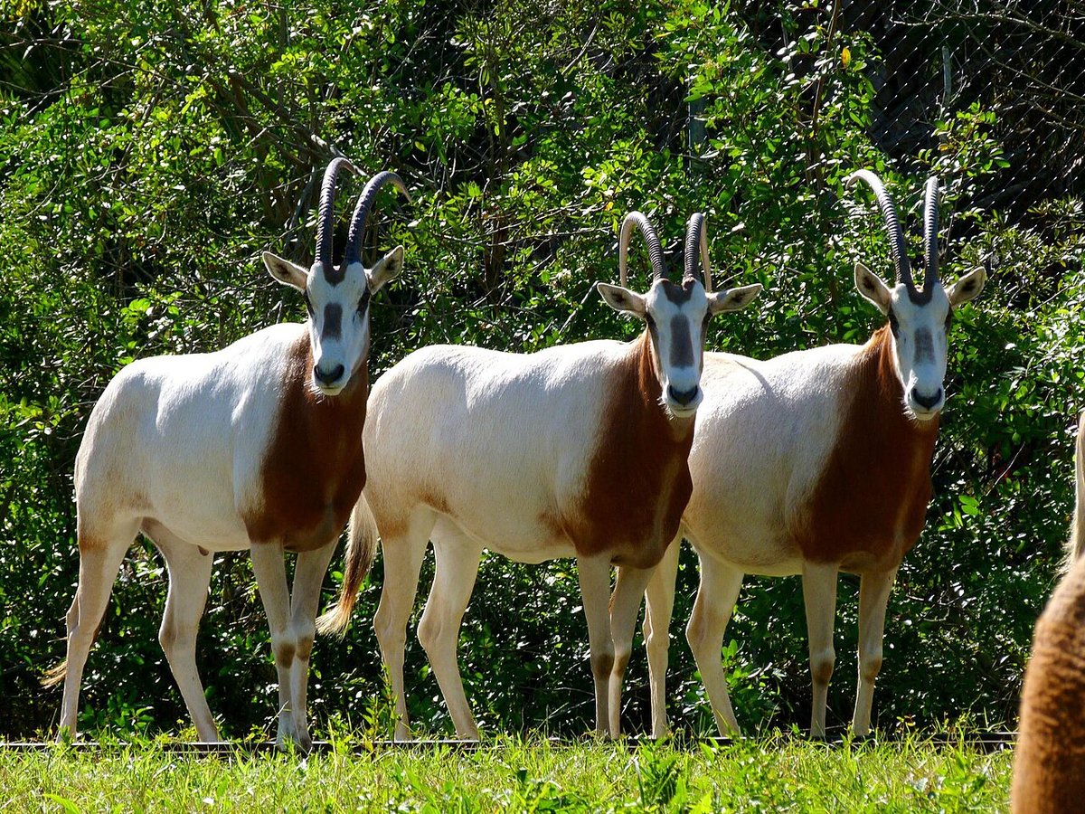 Viera, FL - Datei:Brevard Zoo at Viera FL - Flickr - Rusty Clark (45).jpg – Wikipedia