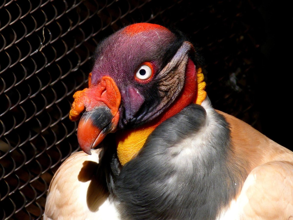 Viera, FL - Файл:Brevard Zoo, Viera FL - Flickr - Rusty Clark (204).jpg — Википедия